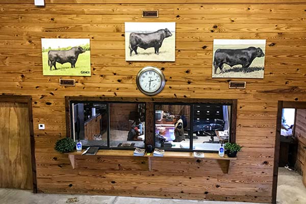 The bulls of Evans Farms